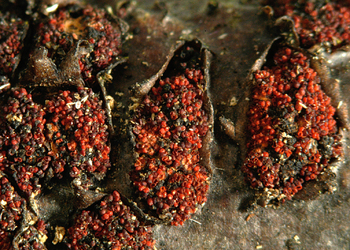 Orangeroter aufsitzender Pustelpilz (Nectria episphaeria) - © Heinz Prelicz